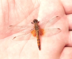 Erythrodiplax corallina