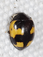 Ceratomegilla alpina