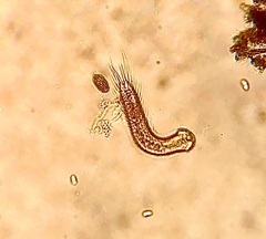 Lepidochaetus zelinkai