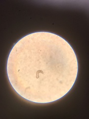 Lepidochaetus zelinkai
