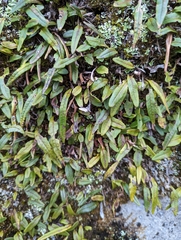 Pyrrosia linearifolia