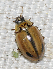Aphidecta obliterata