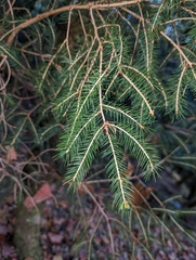 Picea morrisonicola