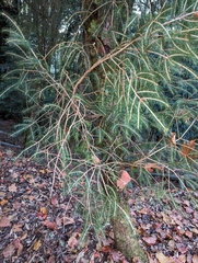 Picea morrisonicola