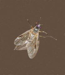 Rhagio