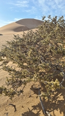 Caroxylon nollothense