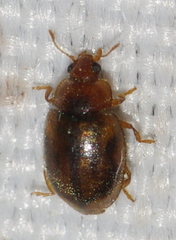 Rhyzobius chrysomeloides