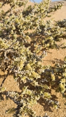 Caroxylon nollothense