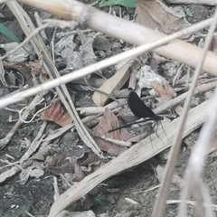 Atrocalopteryx atrata