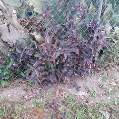 Tradescantia pallida