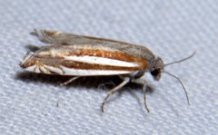 Eucosma fulvotegulana