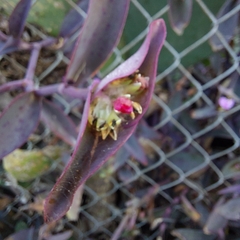 Tradescantia pallida