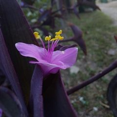 Tradescantia pallida