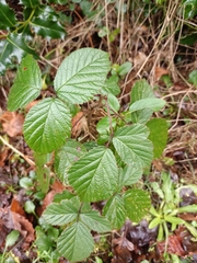 Rubus fruticosus