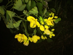 Senna pendula glabrata