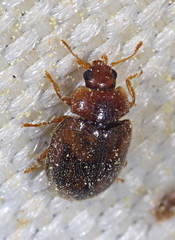 Rhyzobius chrysomeloides