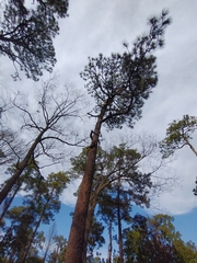 Pinus palustris