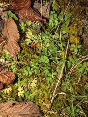 Ellisiophyllum pinnatum