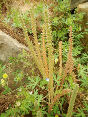 Plantago virginica