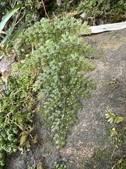 Hymenophyllum punctisorum