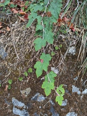 Rubus formosensis
