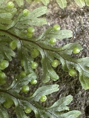 Hymenophyllum punctisorum