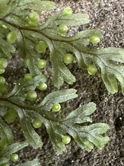 Hymenophyllum punctisorum