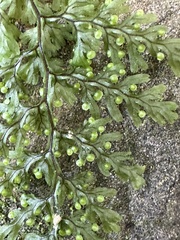 Hymenophyllum punctisorum