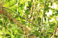 Elaenia flavogaster