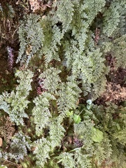 Hymenophyllum punctisorum