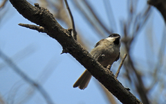 Poecile palustris