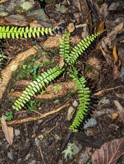 Asplenium normale normale