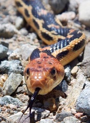Pituophis vertebralis