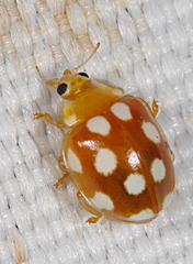 Vibidia duodecimguttata