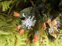 Peltigera neopolydactyla