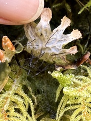 Peltigera neopolydactyla