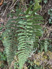 Dryopteris cycadina