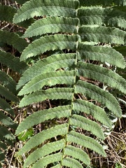 Dryopteris cycadina