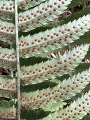 Dryopteris cycadina