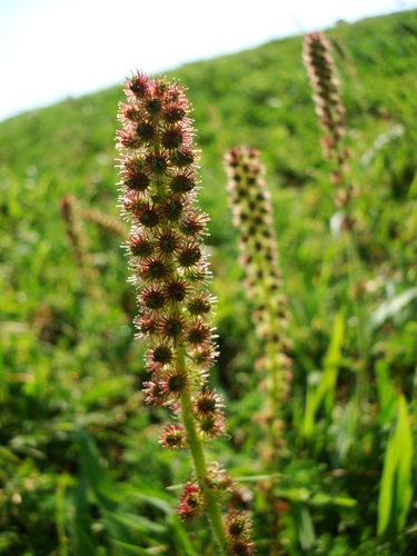 Acaena eupatoria, photograph 3