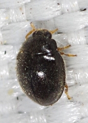 Stethorus pusillus
