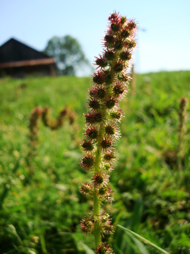 Acaena eupatoria, photograph 4