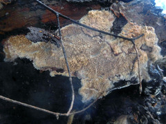 Phlebia rufa