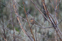 Prunella atrogularis