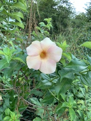 Allamanda