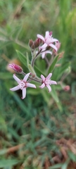 Oxypetalum solanoides