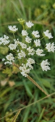 Ammi majus