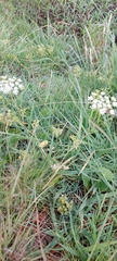 Ammi majus
