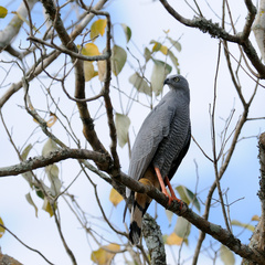 Geranospiza caerulescens