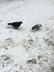 Columba livia domestica